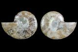 Agate Replaced Ammonite Fossil - Madagascar #145832-1